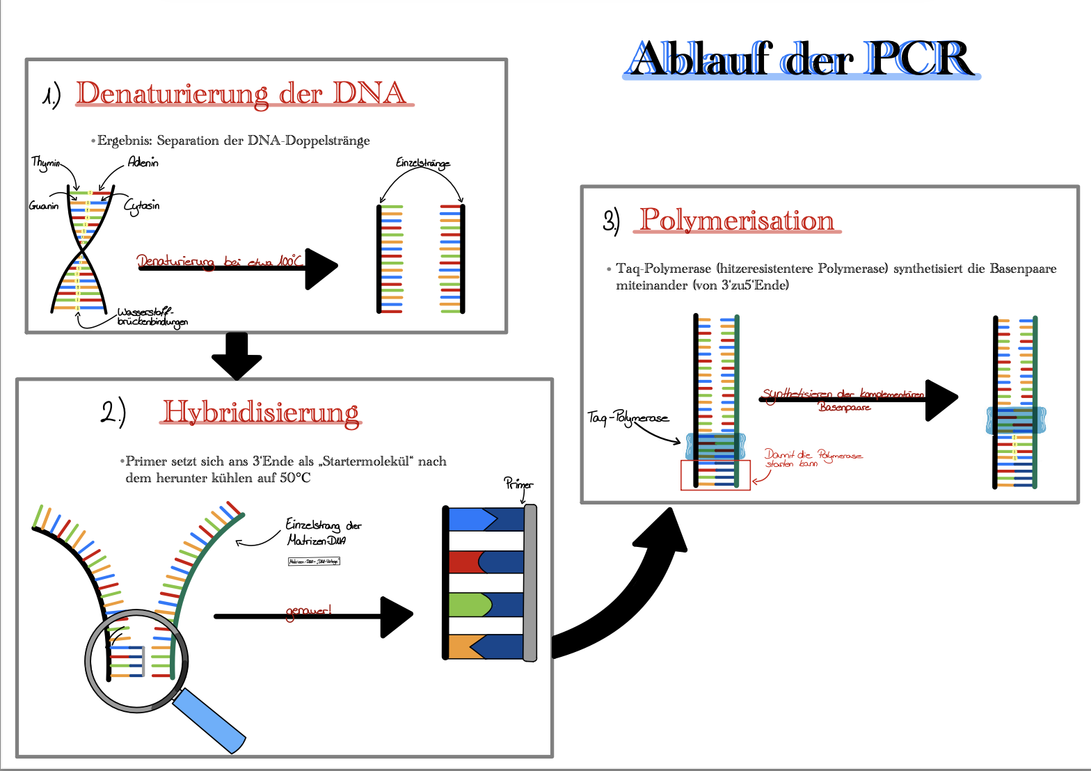 Ablauf der PCR Ablauf der PCR in drei Schritten